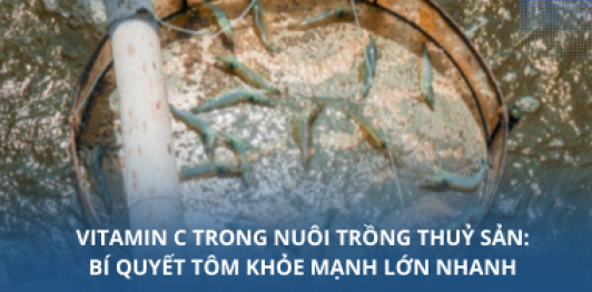 Vitamin C trong nuôi trồng thuỷ sản: Bí quyết tôm khỏe mạnh lớn nhan